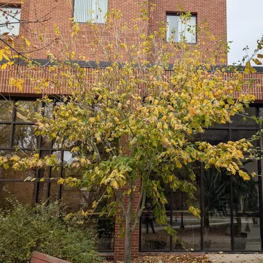 Joe Witt Manchurian Striped Maple in the Fall