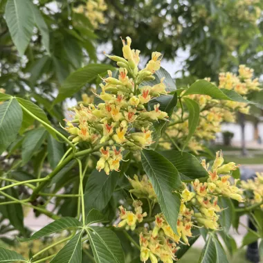 Ohio Buckeye Flower