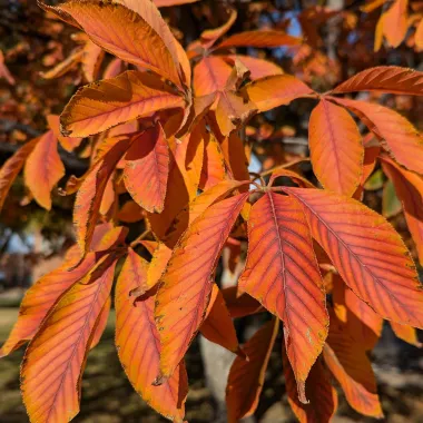 Ohio Buckeye Leaf in the Fall