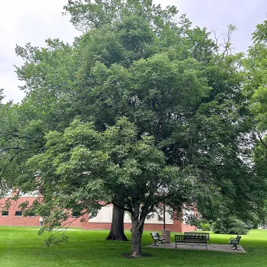 Ohio Buckeye Tree in the Summer