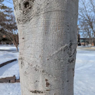 Prairie Horizon® Manchurian Alder Bark