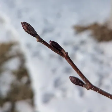 Prairie Horizon® Manchurian Alder Bud