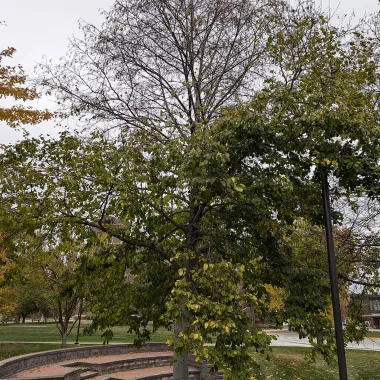 Prairie Horizon® Manchurian Alder in the Fall