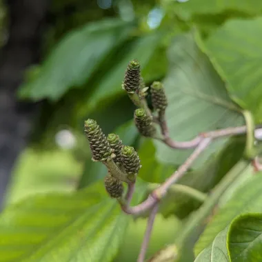Prairie Horizon® Manchurian Alder Flower