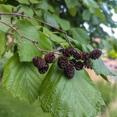 Prairie Horizon® Manchurian Alder Fruit