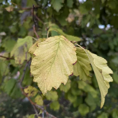 Prairie Horizon® Manchurian Alder Leaf in Fall