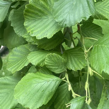 Prairie Horizon® Manchurian Alder Leaf in Summer
