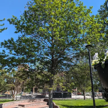 Prairie Horizon® Manchurian Alder in the Spring