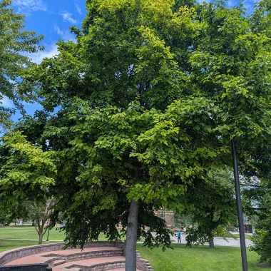 Prairie Horizon® Manchurian Alder on NDSU Campus in Summer