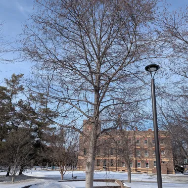 Prairie Horizon® Manchurian Alder in the Winter