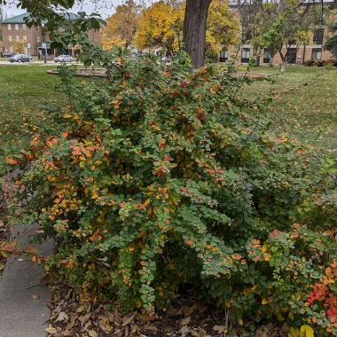 Golden Carousel® Barberry Shrub in the Fall