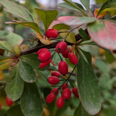 Golden Carousel® Barberry Fruit