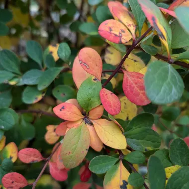 Golden Carousel® Barberry Leaf in the Fall