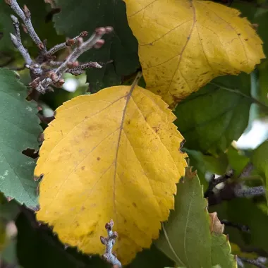 Cinnamon Curls® Dwarf Korean Birch Leaf in the Fall