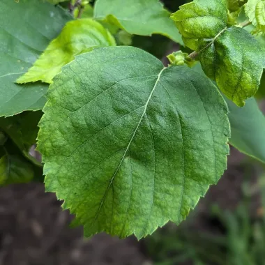Cinnamon Curls® Dwarf Korean Birch Leaf in Summer