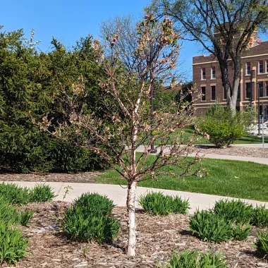 Cinnamon Curls® Dwarf Korean Birch in the Spring