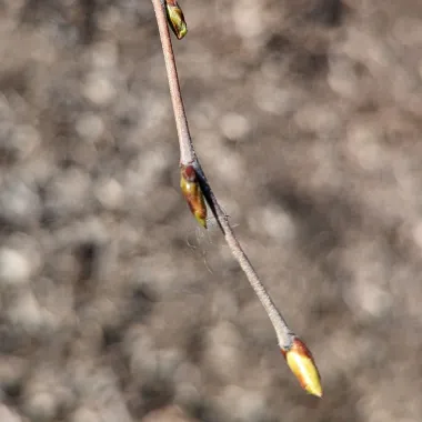 River Birch Bud