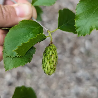 River Birch Flower