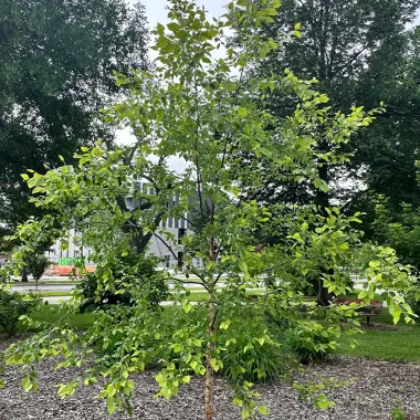 River Birch on NDSU Campus in Summer