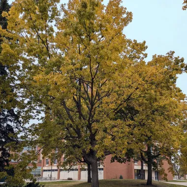 Hackberry in the Fall