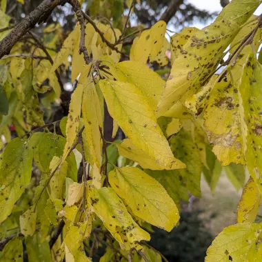 Hackberry Leaf in the Fall