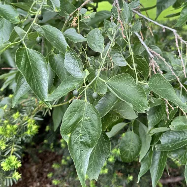 Hackberry Leaf in the Spring