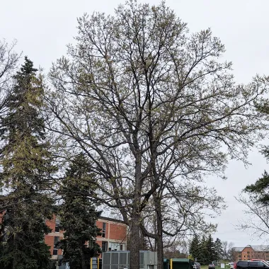 Hackberry Tree in the Spring