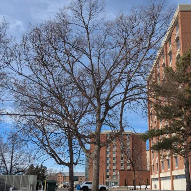 Hackberry Tree in the Winter