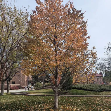 Katsuratree in the Fall