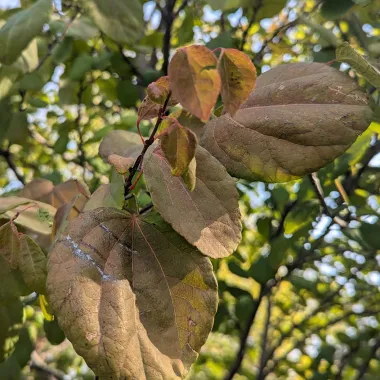 Katsuratree Leaf in the Fall
