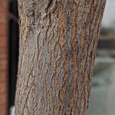 Eastern Redbud Bark