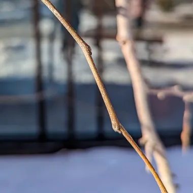 Eastern Redbud Bud