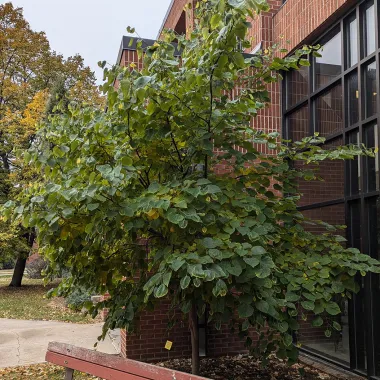 Eastern Redbud in the Fall