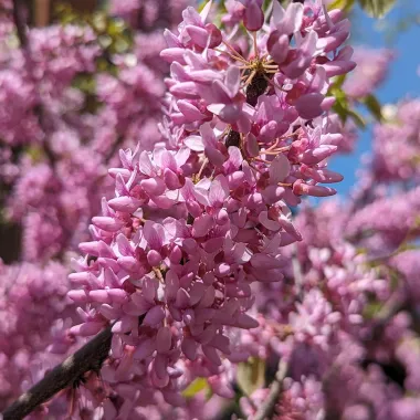 Eastern Redbud Flower