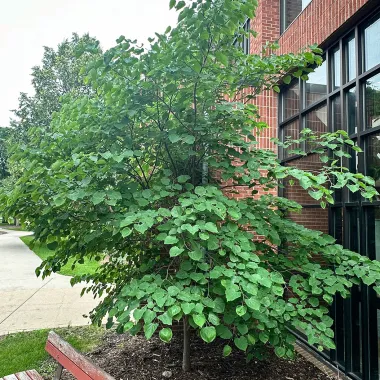 Eastern Redbud in the Summer