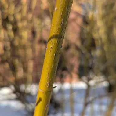 Yellow Twig Tatarian Dogwood bark