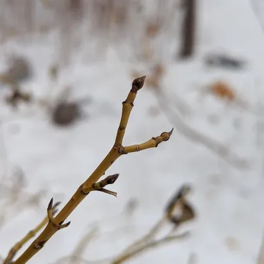 Yellow Twig Tatarian Dogwood bud