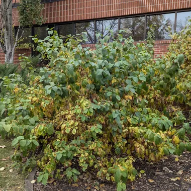 Yellow Twig Tatarian Dogwood shrub in the fall