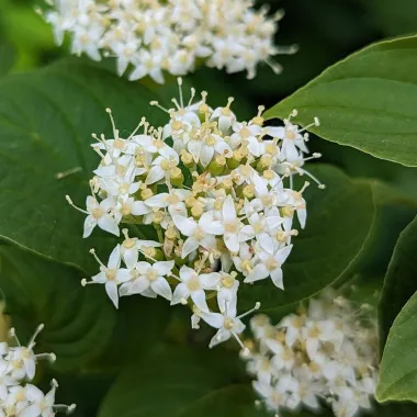 Yellow Twig Tatarian Dogwood flower