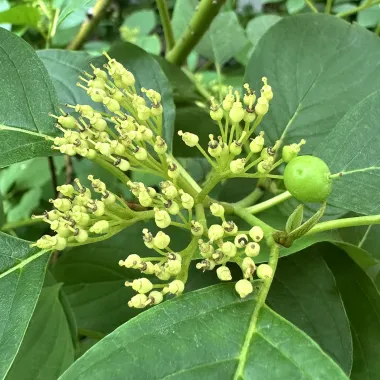 Yellow Twig Tatarian Dogwood fruit