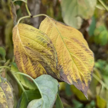 Yellow Twig Tatarian Dogwood leaf in the fall