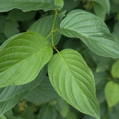 Yellow Twig Tatarian Dogwood leaf in the summer