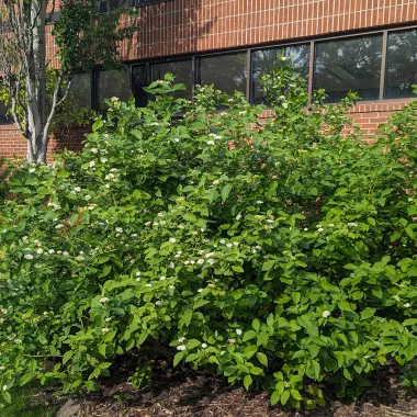 Yellow Twig Tatarian Dogwood shrub in the spring