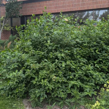Yellow Twig Tatarian Dogwood shrub in the summer