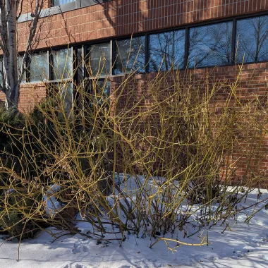 Yellow Twig Tatarian Dogwood shrubn in the winter