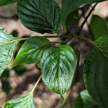 Pagoda Dogwood leaf in the summer