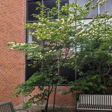 Pagoda Dogwood shrub in the spring