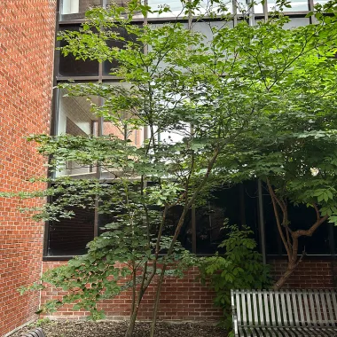 Pagoda Dogwood shrub in the summer
