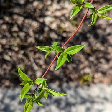 Garden Glow™ Dogwood Bud