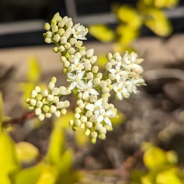 Garden Glow™ Dogwood Flower